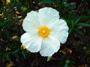 Cistus Bennetts White